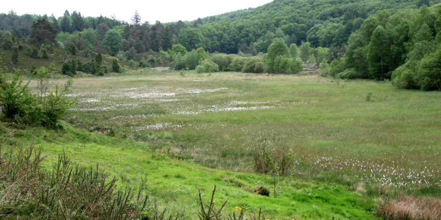Réserve Naturelle Nationale de la Tourbière des Dauges © Nicolas Macaire / LPO